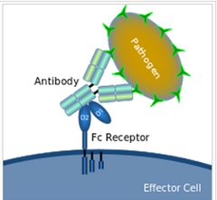 流式實驗全套Buffer 流式實驗全套Buffer